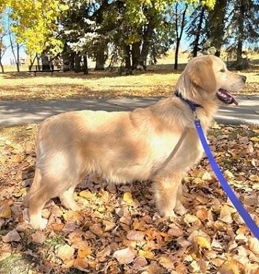 Can Ch Hollykins Small Town Big City