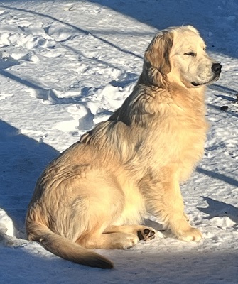 Can Ch Hollykins Small Town Big City