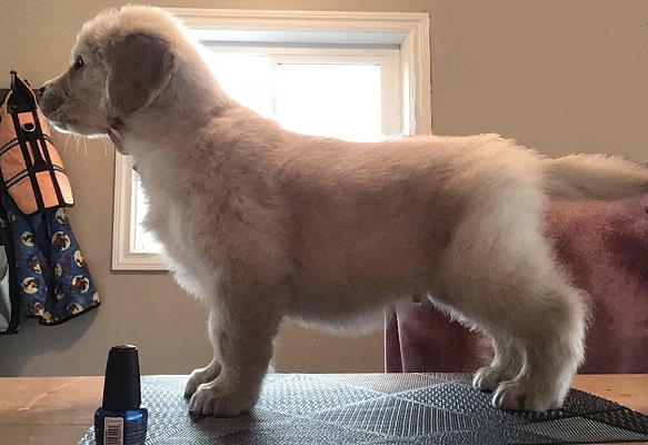 Can Ch Hollykins Small Town Big City