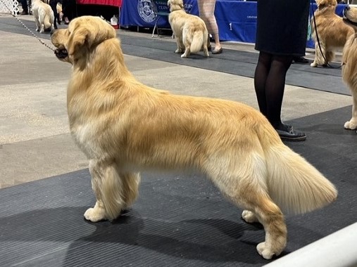 Can Ch Hollykins Small Town Big City