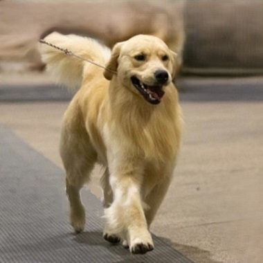 Can Ch Hollykins Small Town Big City