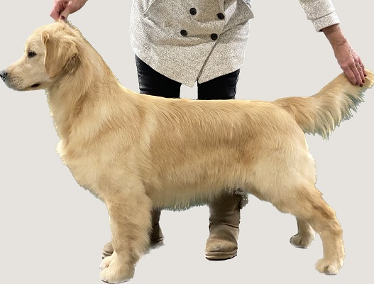 Can Ch Hollykins Small Town Big City