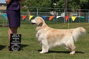 Golden Retriever: BISS BVISS Can Ch Ducat-Watermark Redog's Sage