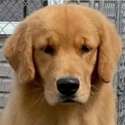 Ch Goldpaw Hollykins Mystic Wrapped In Ribbon