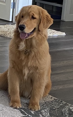 Ch Goldpaw Hollykins Mystic Wrapped In Ribbon