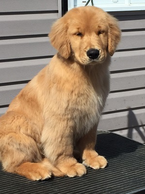 Ch Goldpaw Hollykins Mystic Wrapped In Ribbon