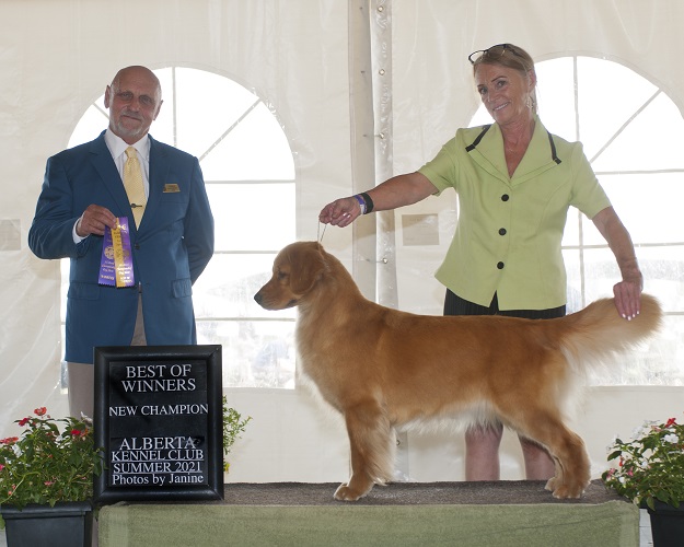 Can Ch Goldpaw Hollykins Mystic Wrapped In Ribbon