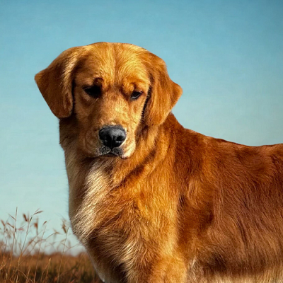 Golden Retriever image: Hollykins All Natural 'Cotton'