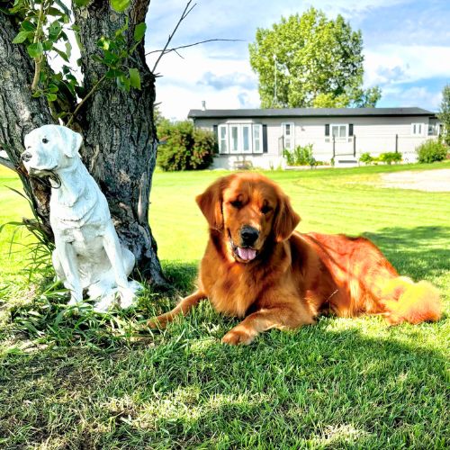 Golden Retriever image: Hollykins All Natural