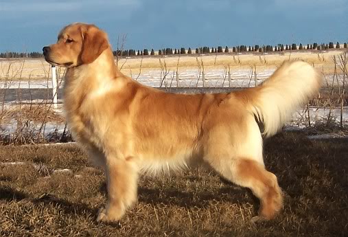 Golden Retriever image: BPISS Can Ch Hollykins All The Right Reasons
