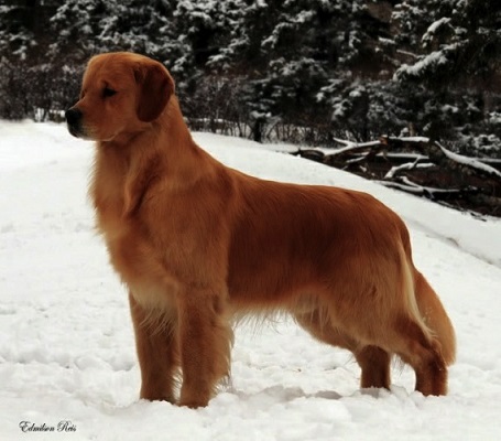 Golden Retriever image: BPISS Can Ch Hollykins All The Rite Reasons OS CGN RN WC