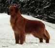 Golden Retriever image: BPISS Can Ch Hollykins All The Rite Reasons (Am Ptd)