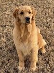 Golden Retriever image: Hollykins Beach You To It