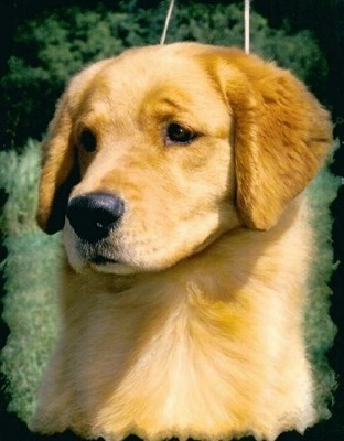 Golden Retriever image: Multi BIS Can Ch / OTCH Hollykins Grand Finale OD SDHF