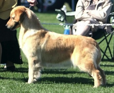 Golden Retriever image: Can Ch Hollykins Journey To Snowtree Can WC CD OD / Am CD TD CGC