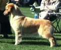 Golden Retriever image: Can Ch Hollykins Journey To Snowtree Can WC CD OD / Am CD TD CGC