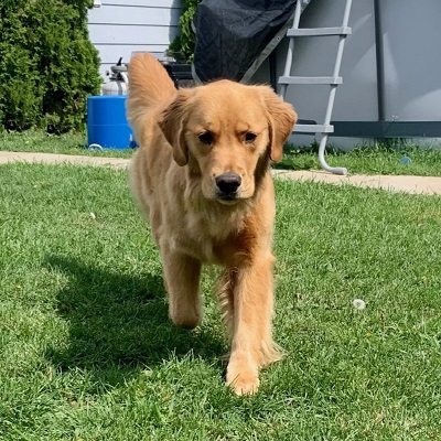 Ch Hollykins Mystic Hershey’s’ Kiss CD RE VN NS CGN