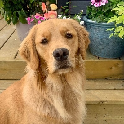 Ch Hollykins Mystic Hershey’s’ Kiss CD RE VN NS CGN