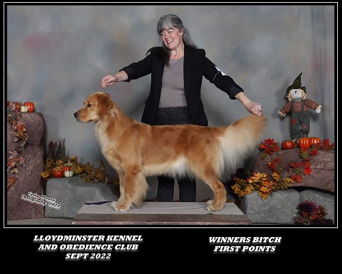 Ch Hollykins Mystic Hershey’s’ Kiss CD RE VN NS CGN