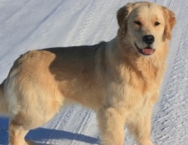 Can Ch Hollykins Simply MARVELous in the snow