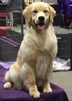 Golden Retriever image: Can Ch Hollykins Simply MARVELous