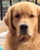 Golden Retriever image: Can Ch Hollykins Stop The Tears