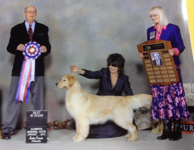 Golden Retriever: Multi BIS Can GCH Hollykins Wyncora DEN to YYC SDHF