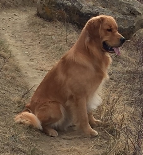 Golden Retriever Photo: Can Ch Hollykins Stop The Tears @ 17 months