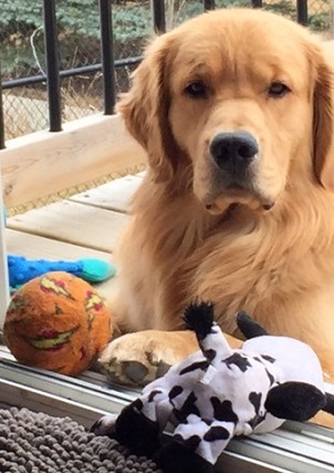 Golden Retriever Photo: Can Ch Hollykins Stop The Tears