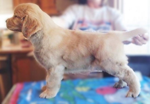 Golden Retriever Photo: Reign @ 7 weeks