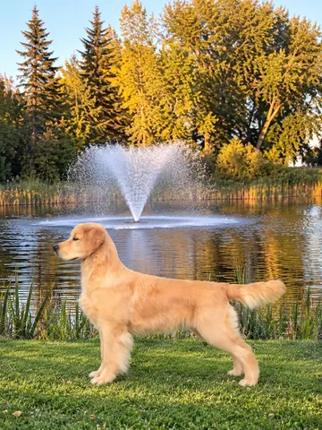 Golden Retriever image: 'BBPIS Rose Tree Hollykins Left No Crumbs'