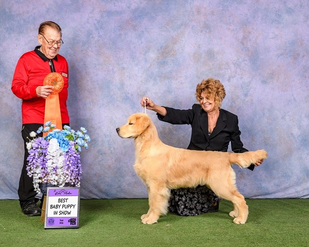 Golden Retriever image: BBPIS Rose Tree Hollykins Left No Crumbs