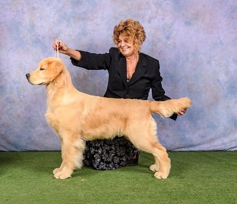 Golden Retriever image: 'BBPIS Rose Tree Hollykins Left No Crumbs'