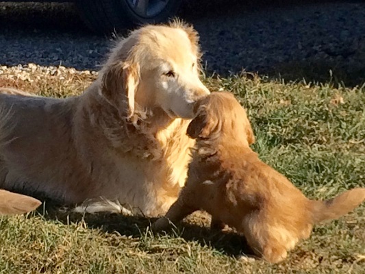 Golden Retriever Photo: Reign @ 7 weeks
