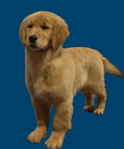 Golden Retriever photo: Sport @ 15 months