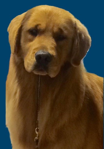 Golden Retriever photo: Sport @ 16 months