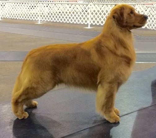Golden Retriever photo: Can Ch Champion Goldstreak Hollykins Sport