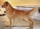 Golden Retriever image: BIS MRBIS Am GCH AM BISS Can GCHEX Goldstreak Hollykins Sport SLT BOSS SDHF CGN WC NS