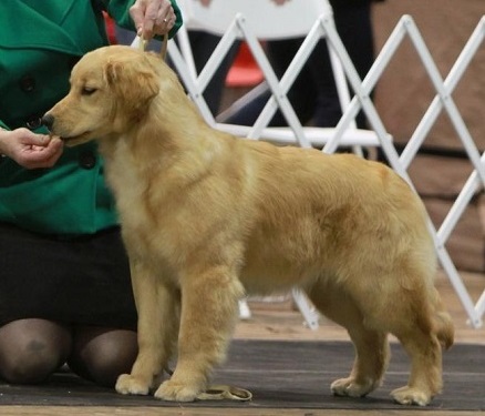 Golden Retriever image: Tetley