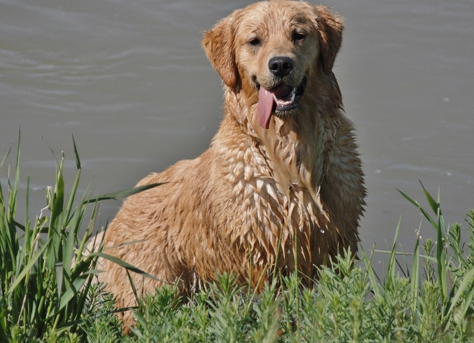Golden Retriever image: Tetley at 11 months