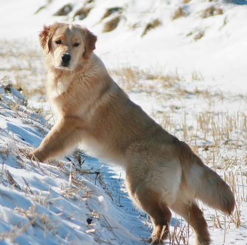 Golden Retriever image: Tetley