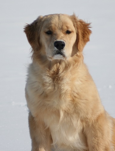 Golden Retriever image: Tetley