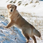 Golden Retriever image: Can Ch Verdoro Hollykins Tea N Tea Multi BPIG