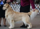 Golden Retriever image: Am/Can Ch Venture Redog's Magic Hat Trick OS