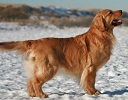 Golden Retriever image: Can Ch Verdoro's New Coat Of Paint